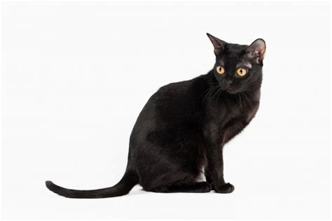 Bombay Cats Breed Facts Information And Advice Pets4homes