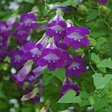 Climbing Vines With Purple Flowers Images