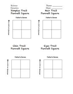Some of the worksheets for this concept are practice with monohybrid punnett squares, monohybrid punnett square practice, punnett square work, punnett squares answer key, aa ee. 15 Best Images of Printable Genetics Worksheets - Transcription and Translation Coloring ...