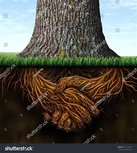 So yi / dam (tree with deep roots). Strong deep business roots as a tree trunk with the root ...