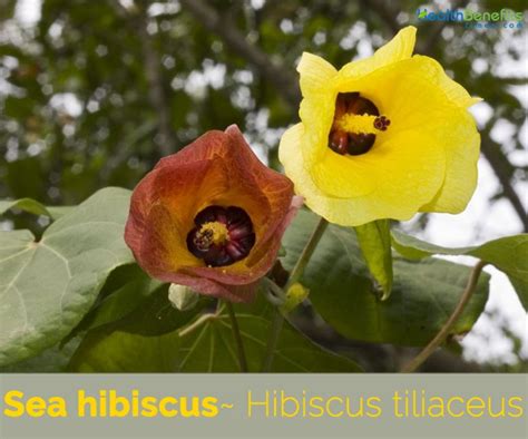 Sea Hibiscus Facts And Health Benefits