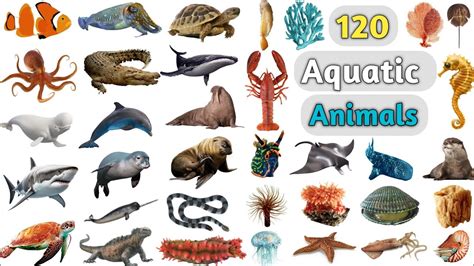 Aquatic Animals Vocabulary Ll 120 Aquatic Animals Name In English With
