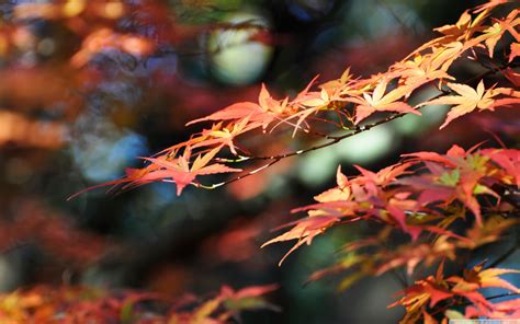 Japanese Fall Wallpapers Top Free Japanese Fall