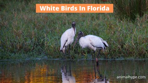 11 White Birds In Florida Youre Most Likely To Spot Animal Hype