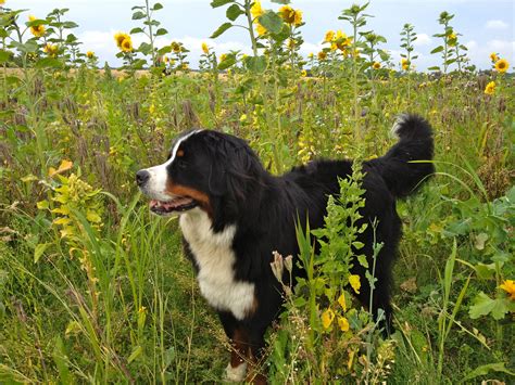 My Favorite Berner Sennen Mountaindog In A Garden Of Sunflowers