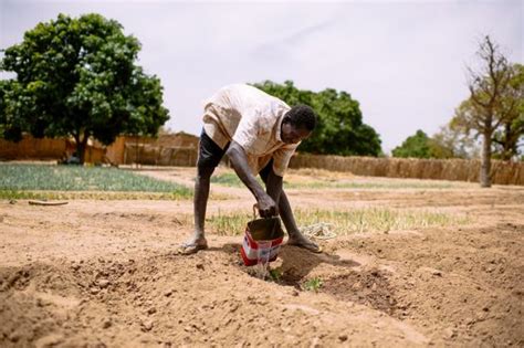 Sustainable Agriculture In Burkina Faso Improves Steadily