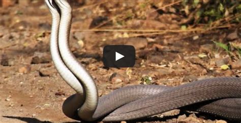 Cool Video Of Two Black Mambas Fighting Over A Female Of Course
