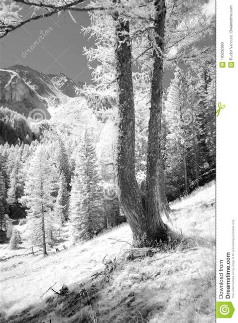 Trees Monochrome Stock Photo Image Of Mountain Mountainside 103202880