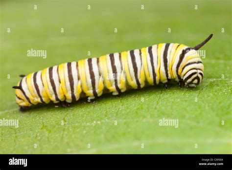 Monarch Butterfly Danaus Plexippus Caterpillar Larva 4th Instar