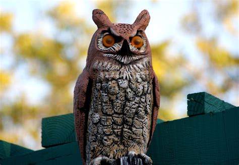 A Photo A Thought Observation Great Horned Owl Statues