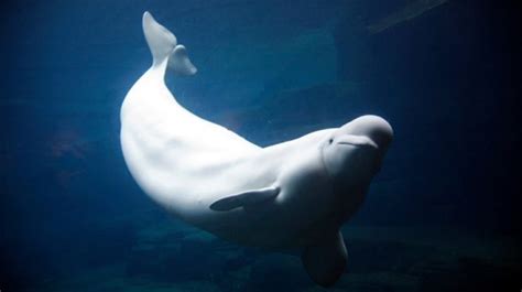 Toxin Killed Two Beluga Whales At Vancouver Aquarium Vancouver Is Awesome
