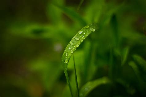 Nature Leaves Dew Macro Water Drops Wallpapers Hd Desktop And