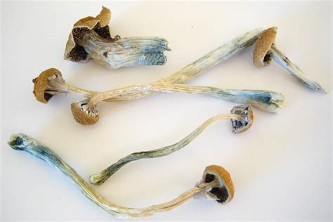 Hallucinogen In Magic Mushrooms Helps Longtime Smokers Quit In