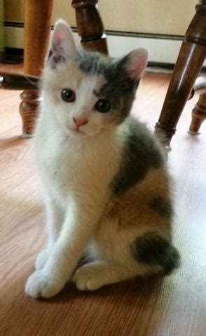 Caring for older cats as cats get older their nutritional requirements change. Calico Manx Kitten - 12 weeks old for Sale in Monroe ...