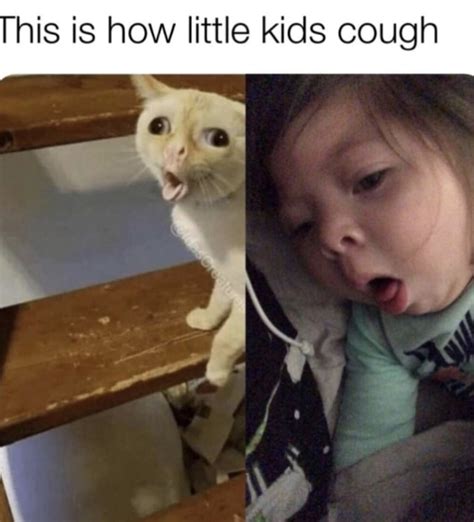 Top 30 Funniest Coughing Cat Memes On The Web