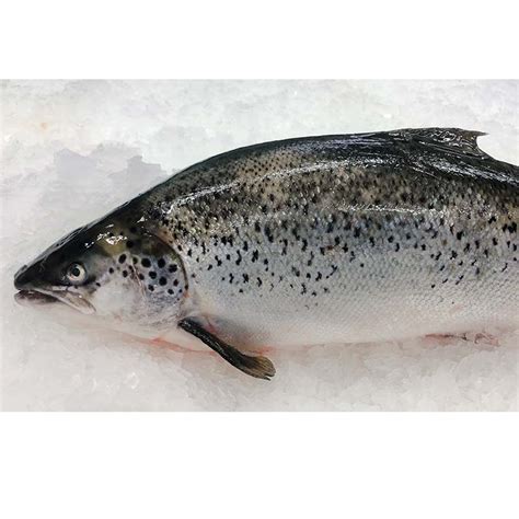 Claudios Seafoods Huon Tasmanian Atlantic Salmon 36kg 38kg Min