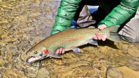 Fly Fishing With Egg Patterns The Beginners Guide