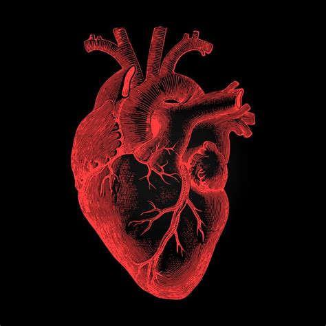 Human Heart Anatomical Rendering On Dark Background Free Stock