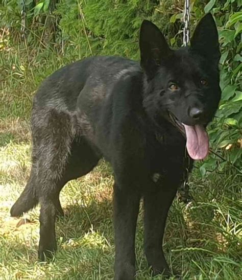 Young Black Titled Female From Top Working Line German Shepherd