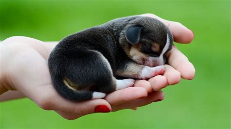 Cute Baby Puppy Wallpapers Top Free Cute Baby Puppy Backgrounds