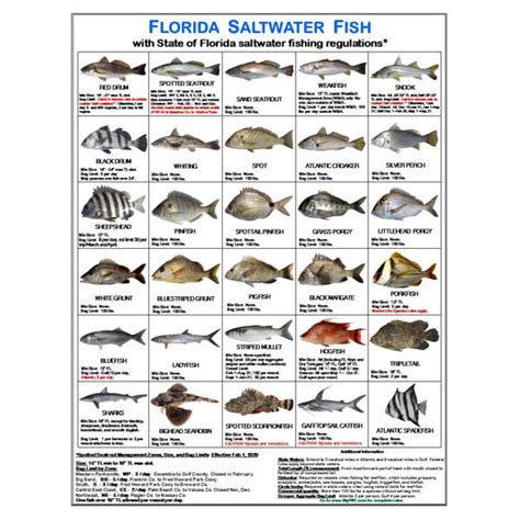 Florida Fish Limits And Sizes