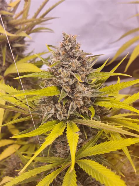 Cotton Candy Kush Early Version Delicious Seeds Cannabis Strain Info