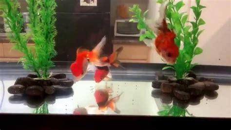 Fancy Goldfish 20 Gallon Long Tank Youtube