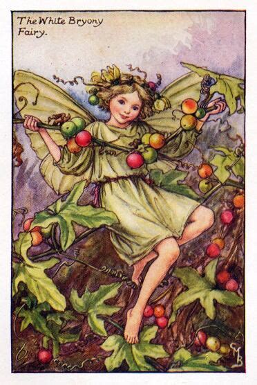 White Bryony Flower Fairy Vintage Print Cicely Mary Barker The