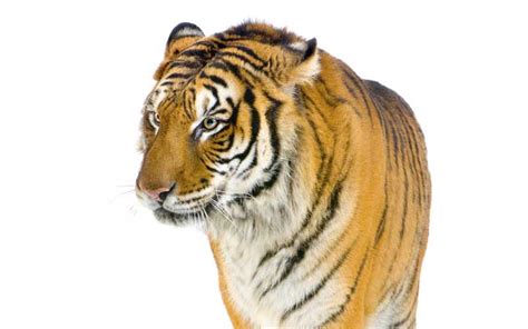 Tiger Evolution Tiger Facts And Information