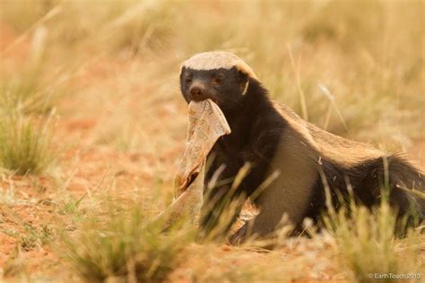 Our Honey Badger Film Is Breaking Nat Geo Wilds Ratings Records