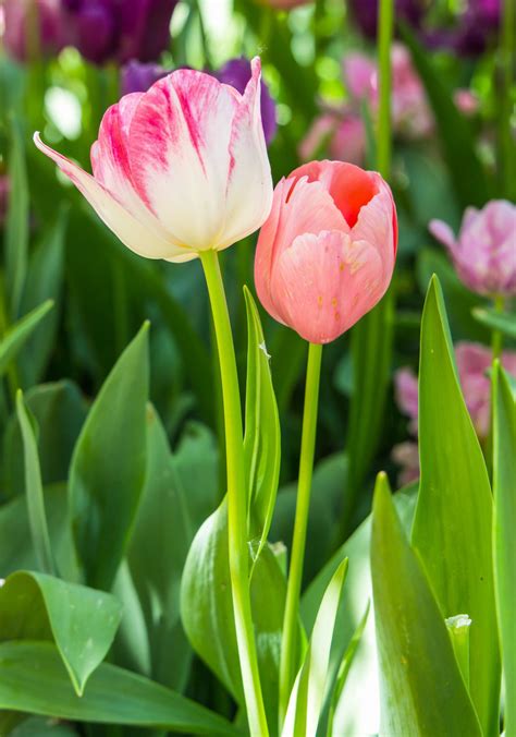 Meanings Of The Different Colors Of Tulips You Werent Aware Of