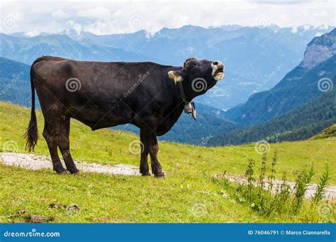 Mooing Cow Royalty Free Stock Image 16990612