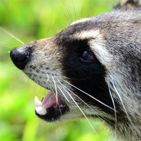 75 year old woman strangles rabid raccoon that attacked her boing boing