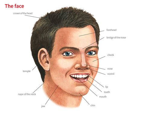 Face Noun Definition Pictures Pronunciation And Usage Notes