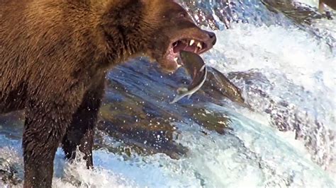 brooks falls brown bears catching salmon in mid air up close in slow motion 2019 youtube