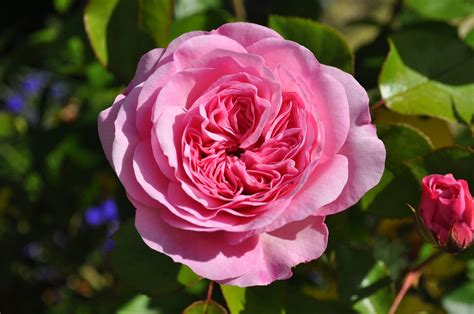 Rosa Flor Jardim Foto Gratuita No Pixabay