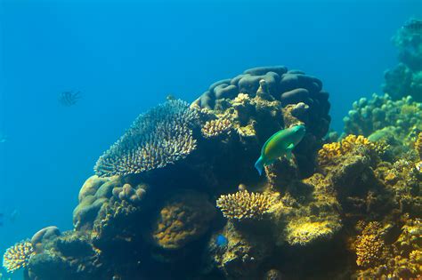 Great Barrier Reef Reef In Coral Sea Thousand Wonders