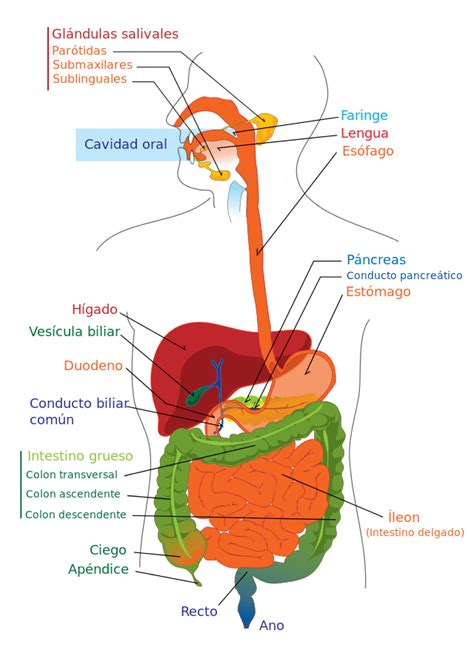 Cuales Son Los órganos Del Sistema Digestivo