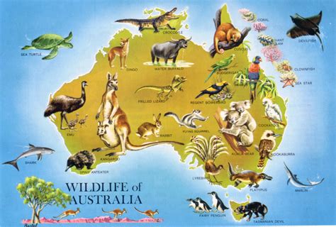 Large Detailed Wildlife Map Of Australia Australia Large