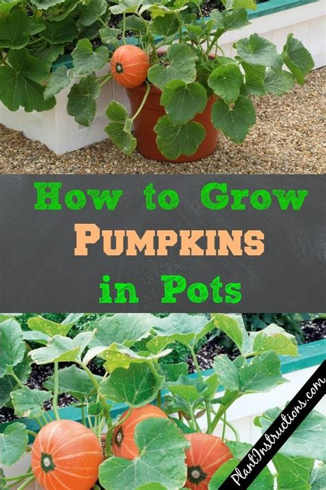 How To Grow Pumpkins In Pots Plant Instructions Fruit Garden Plans