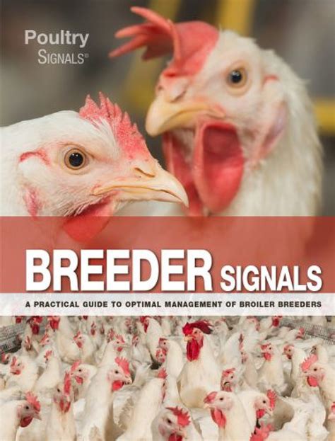 Breeder Signals A Practical Guide To Optimal Management Of Broiler