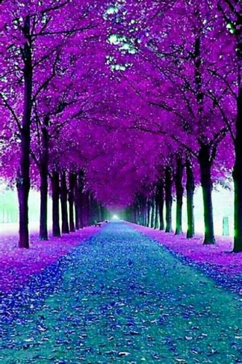 Árboles Morados Purple Trees Paisaje De Otoño Fotografía De