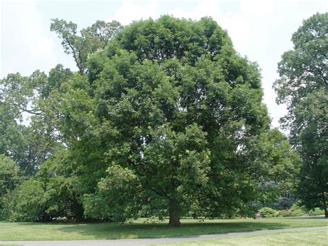 White Oak Tree Images And Pictures Becuo