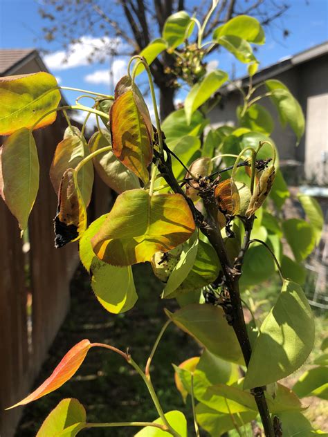 Why Are The Leaves Turning Black On My Asian Pear Tree Is It Fire