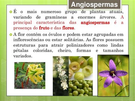 Las Angiospermas Plantas Jardn Plantae Plantas