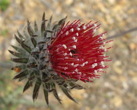 Your flowers thistles stock images are ready. Woods Trail Wildflowers, Sierra Azul Open Space Preserve