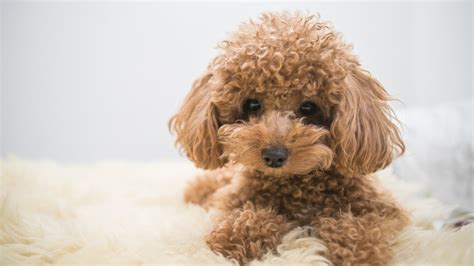 The Smallest Hypoallergenic Dog Breed In The World