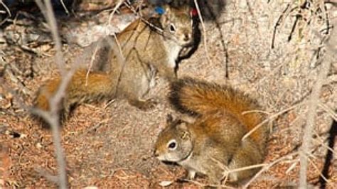 Female Squirrels Never Turn Down Sex Cbc News