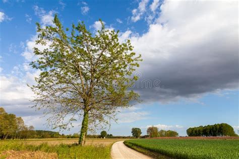Countryside Landscape With Cloudy Sky Tree In The Foreground Among