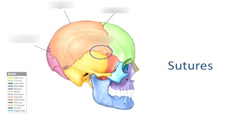 Lec 20 Lateral Skull And Major Sutures Diagram Quizlet